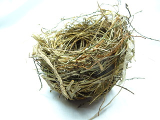 A small bird's nest 