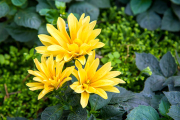 Yellow flowers in the rainy season.