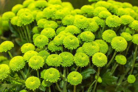 Colorful Green Chrysanthemum