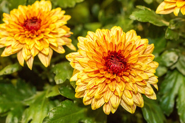 Orange Chrysanthemum Flower in Garden