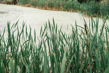 Reeds by the lake, a spring day, in nature, a pond overgrown with grass, in the park in the early morning.