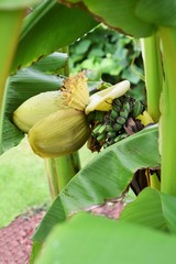 Bananen (lateinisch Musa), veraltet Paradiesfeigen, Blütenstand, Fruchtstand in Großaufnahme