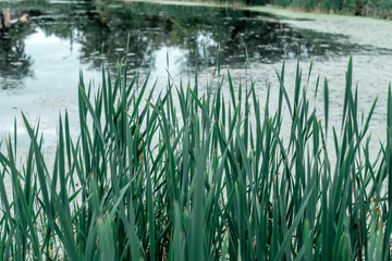 Reeds by the lake, a spring day, in nature, a pond overgrown with grass, in the park in the early morning.