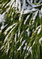 schmelzender Schnee auf Blätter einer Bambus Pflanze als Hintergrund für Frühling oder Winter