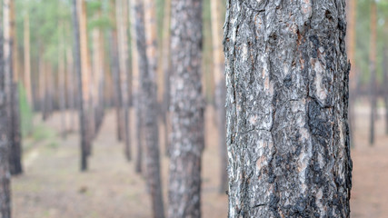 Landscape in a coniferous forest on a clear autumn day.