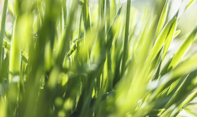 Fresh green grass closeup. Soft Focus. Nature Background