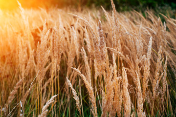 Autumn background of plants on roadside, summer day in October, green grass with yellow spikelets on the roadside. © byswat