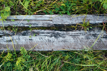 Close-up. Old wooden board, against a background of greenery, summer autumn day in nature. Texture background of the inscription. The trees are cracked.