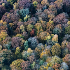 Vue aérienne d'une forêt à l'automne à Heudicourt dans l'Oise en France