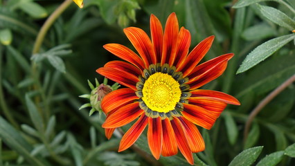 gazania amazing red flower closeup