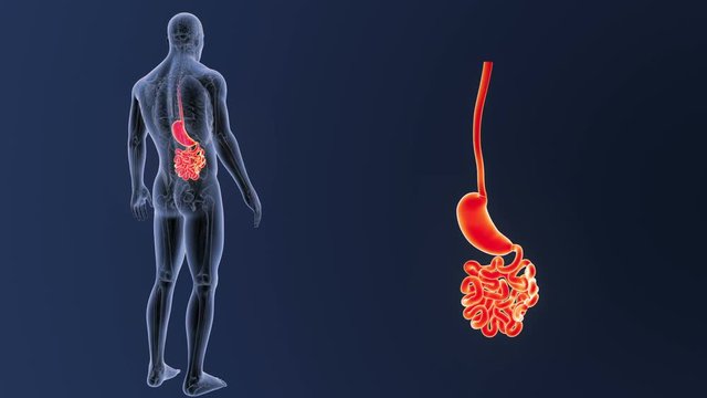 Stomach and Small Intestine zoom with Anatomy