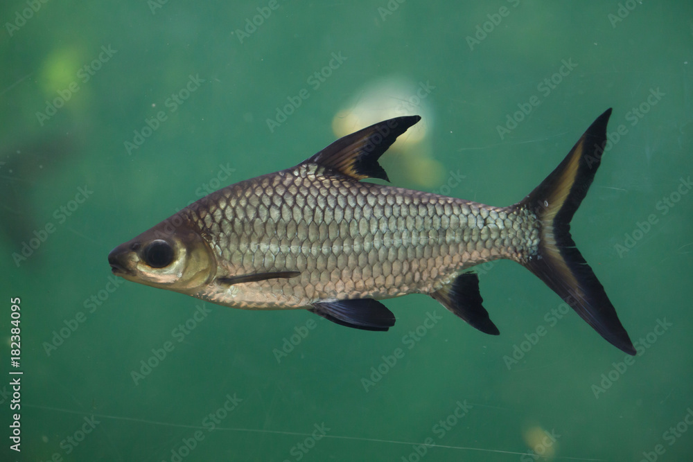 Wall mural Bala shark (Balantiocheilos melanopterus)