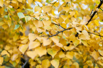 Yellow leaves in autumn park in city. A variety of grass.