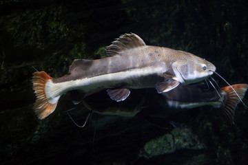 Redtail catfish (Phractocephalus hemioliopterus).