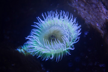 Flesh-eating anemone (Urticina piscivora) © Vladimir Wrangel