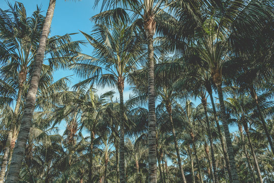 tropical palm tree background, vintage filter
