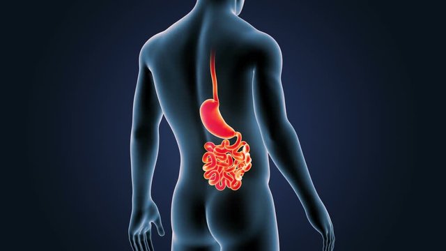 Stomach and Small Intestine zoom with Body 