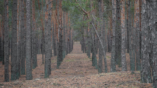 Fototapeta Landscape in a coniferous forest on a clear autumn day.