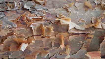 Bark on the trunk of a tree of coniferous species. Texture, background.
