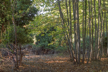 Bosque / Forest. Cazalla de la Sierra