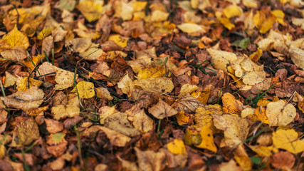 Beautiful autumn background. The leaves are yellow old on earth in the autumn day.