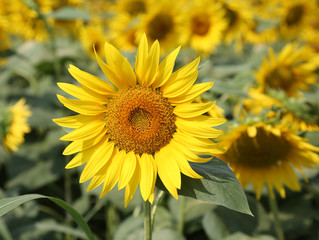 yellow sunflower bloom blossomed in summer