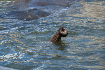 Naklejka premium Asian elephant (Elephas maximus) bathing.