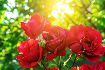 Beautiful roses in garden adn sun.