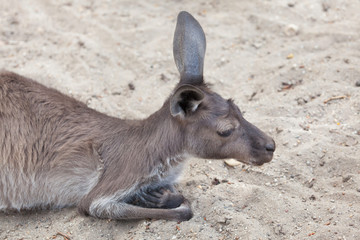 Western grey kangaroo (Macropus fuliginosus melanops)