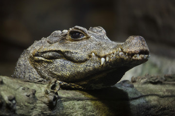 Dwarf crocodile (Osteolaemus tetraspis)