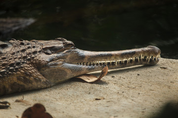 False gharial (Tomistoma schlegelii)