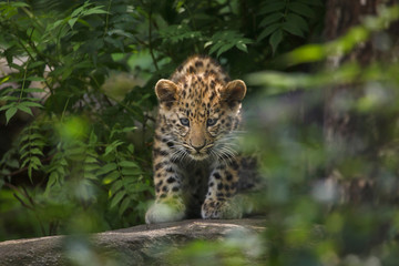 Obraz premium Amur leopard (Panthera pardus orientalis)