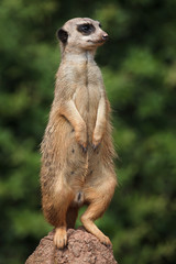 Meerkat (Suricata suricatta)