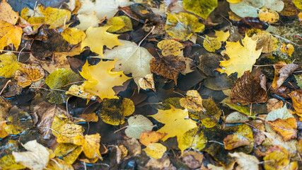Multicolored wet leaves after a rain. Autumn milking. In the puddle foliage is wet. Beautiful background of leaves on the ground. Brown orange foliage.