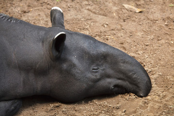 Malayan tapir (Tapirus indicus)
