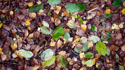 Wet leaves in the park after the rain are green brown. Autumn day in the city on earth.