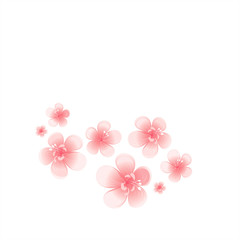 Light Pink flowers isolated on White background. Apple-tree flowers. Cherry blossom. Vector