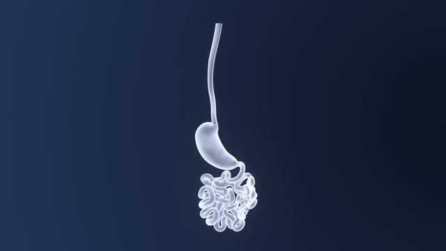 Stomach and Small Intestine