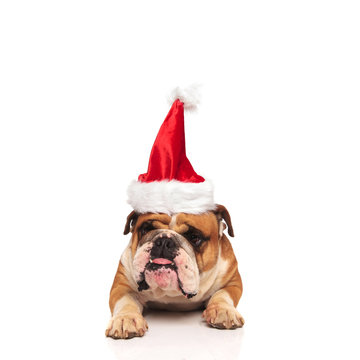 Grumpy English Bulldog Santa Sticking Out His Tongue