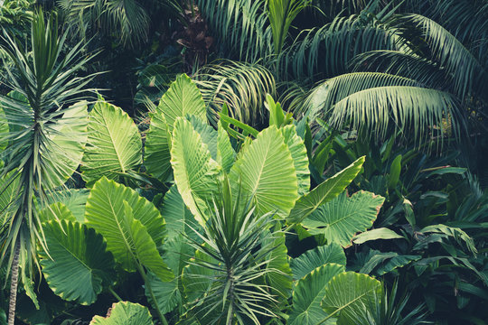 palm trees, jungle  - tropical plants background