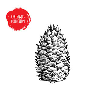 Hand Drawn Pine Cone Sketch Style. Christmas Symbol Isolated On White Background. Vector Botanical Illustration.