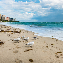 Miami Beach. Florida. Miami Beach. Florida. Birds on the beach sand.