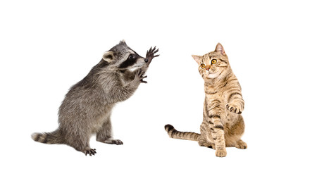 Funny  raccoon and  playing cat Scottish Straight, isolated on white background