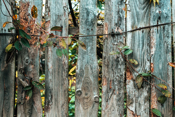 Wooden background. A fence on autumn day in nature. Old wood planks. With green leaves on background.
