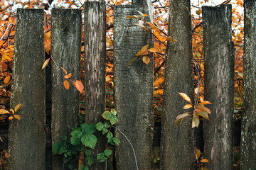 Wooden fence. Old gray boards. Wooden background. A fence on an autumn day in nature. Old wood planks. With leaves of bushes green orange.