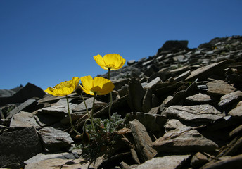 Rhätischer Alpenmohn im Hochgebirge