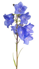 eight blue bellflower blooms on stem