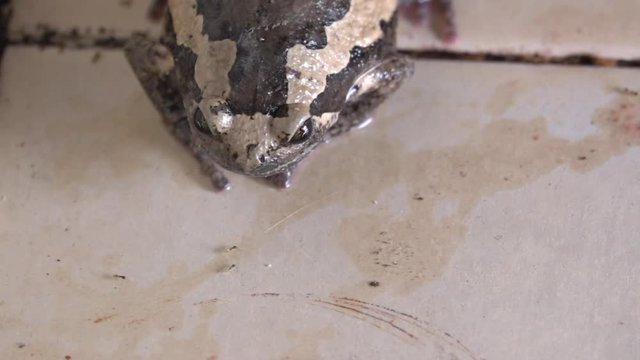 bullfrog  eating ants in slow motion