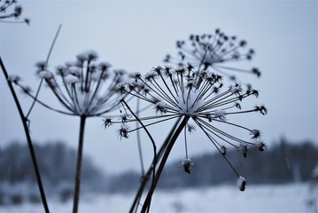 snow on the grass, winter time