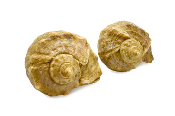 isolated, seashell, seashells, white, background, conch, nature, decoration, sea, wildlife, spiral, marine, shell, souvenir, invertebrate, surface, fauna, skeleton, cone, depth, pod, calcium, conical,